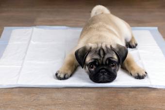 How To Potty Train A Puppy Successfully
