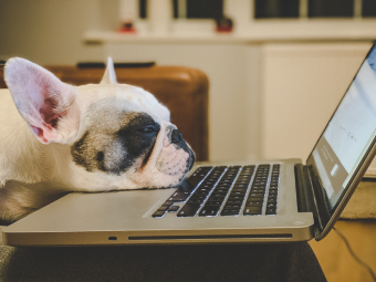 How To Work From Home Productively With An Adult Dog