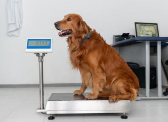 Tips To Manage Overweight & Underweight Dog's Weight