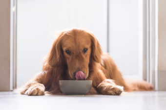 Everything You Need To Know About The Adult Dog Diet