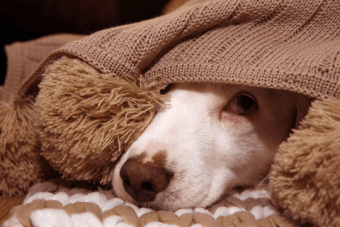 6 Ways To Prepare Your Pooch For Fireworks And Thunderstorms
