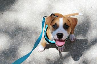 How To Begin Leash Training A Puppy