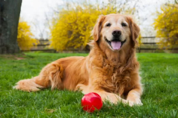 Everything You Need To Know About The Senior Dog Diet