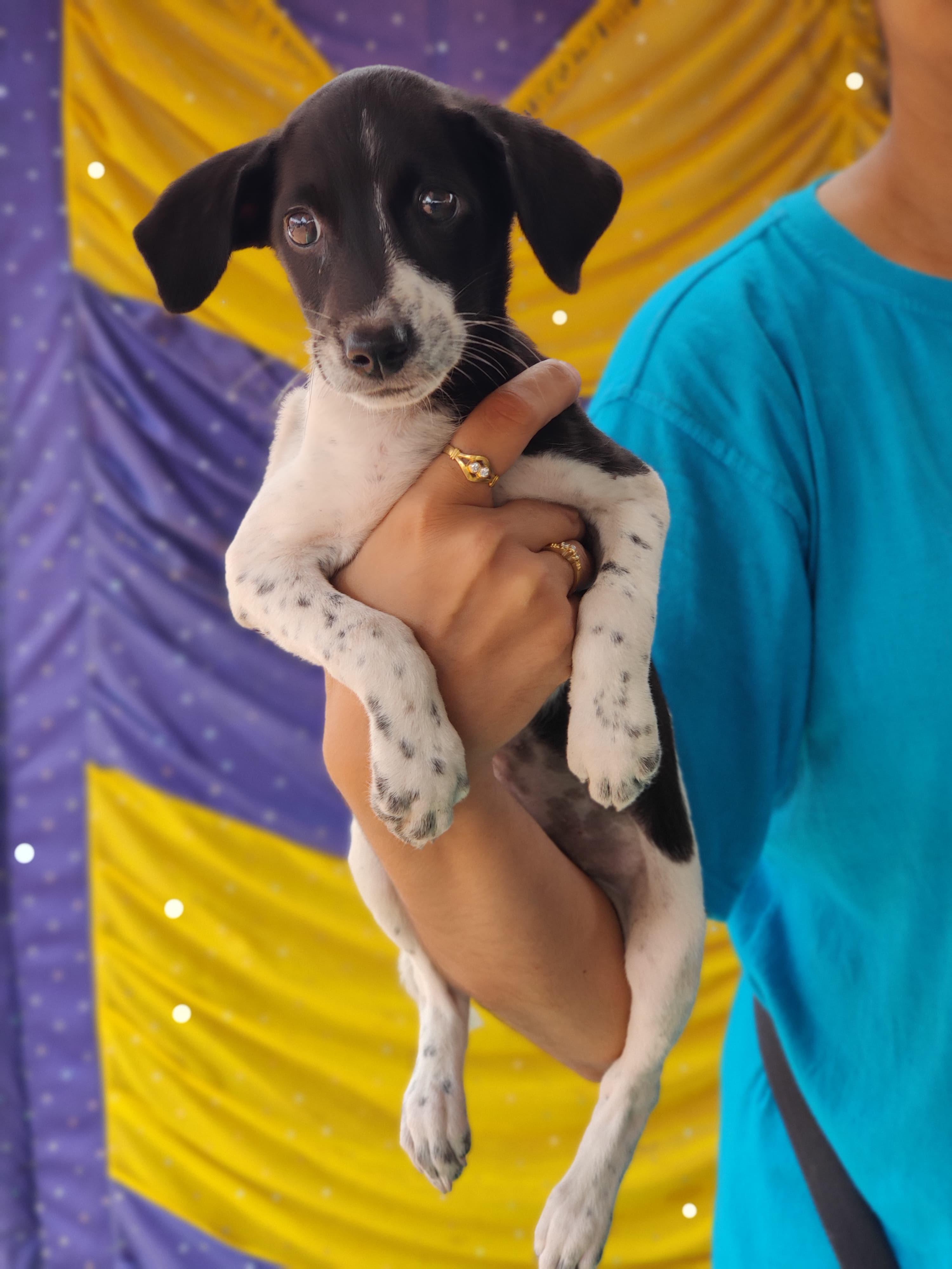 Nala image 0