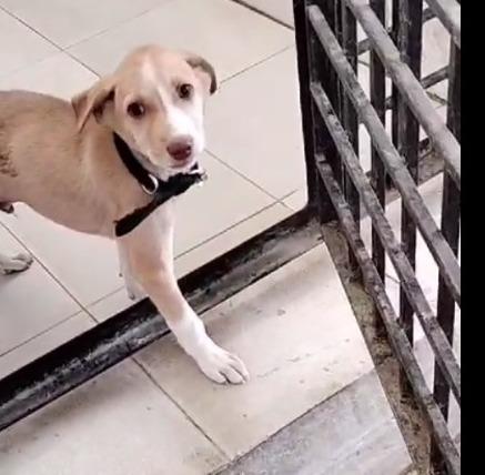 Find a Pet | Adopt-a-Pet