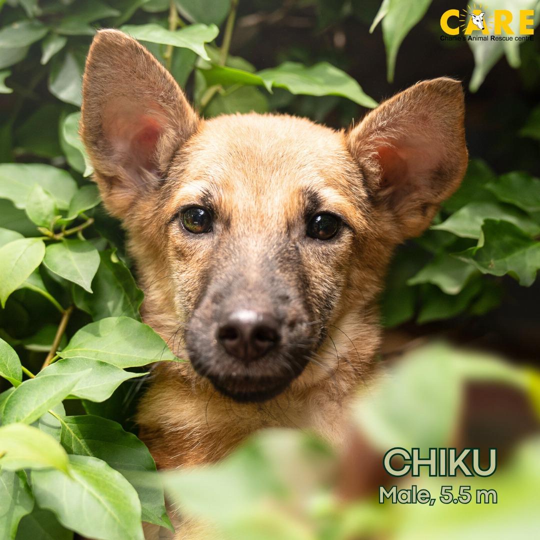 Chiku image 0