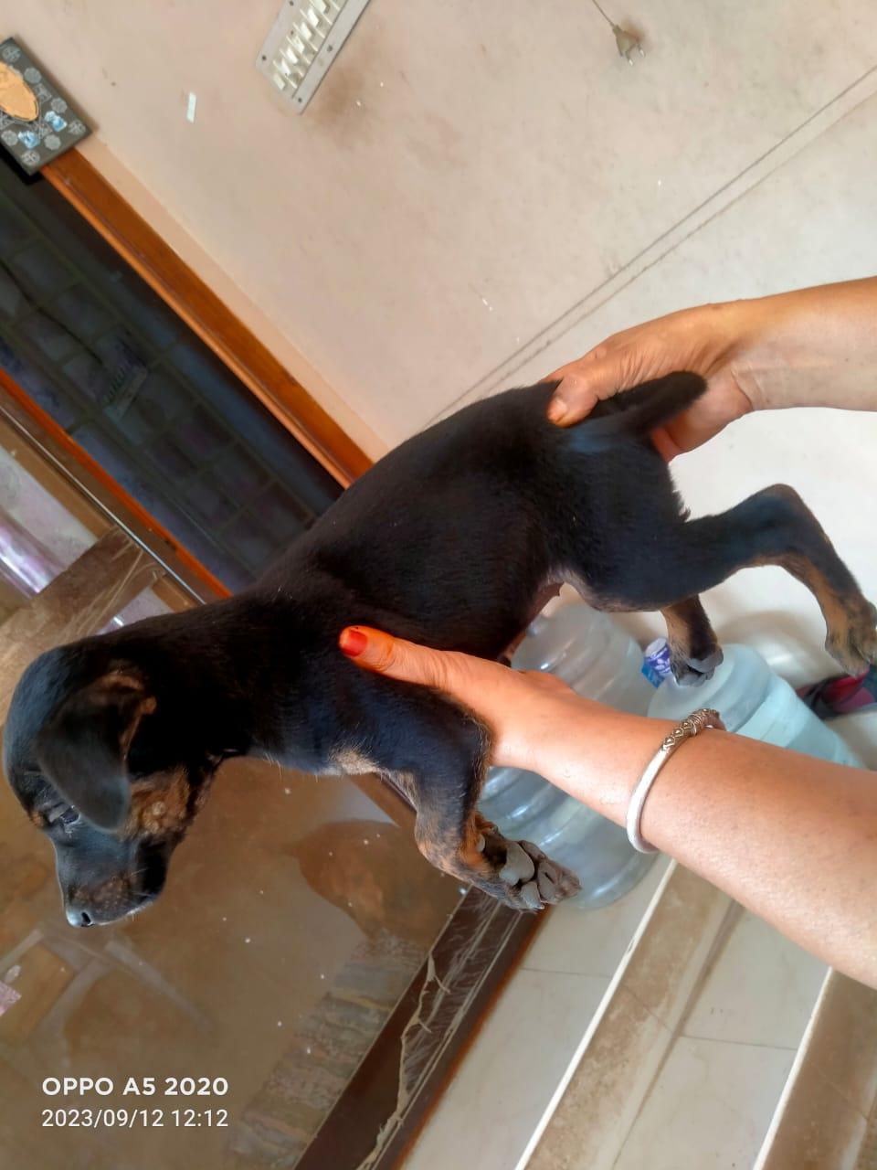 Diya image 0