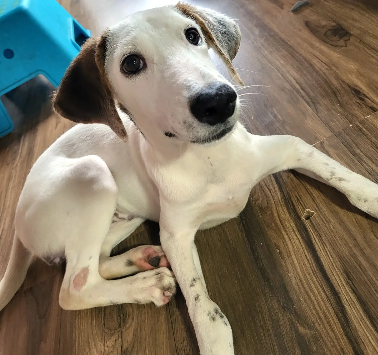 Pepper image 0