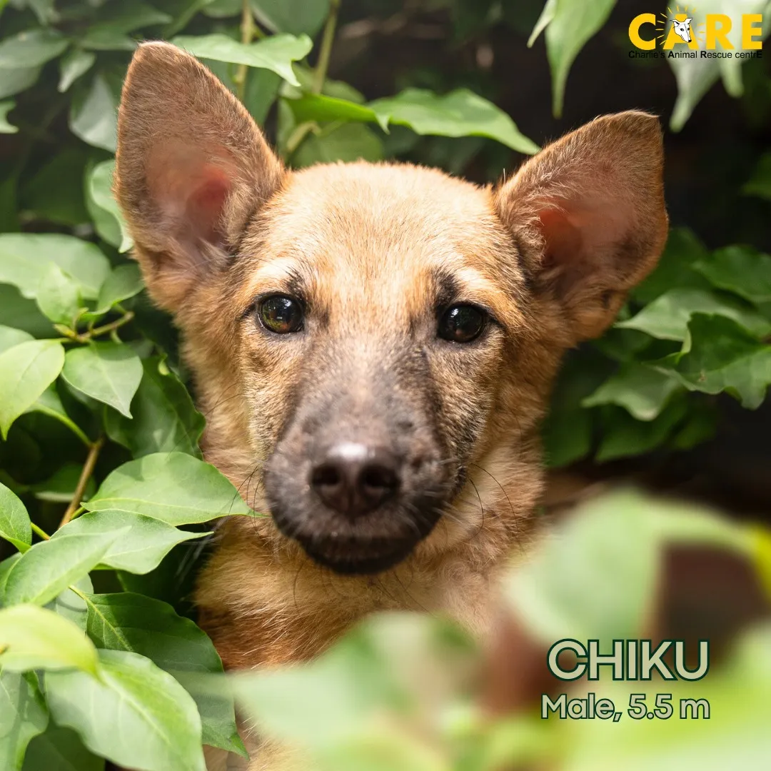Chiku image 0