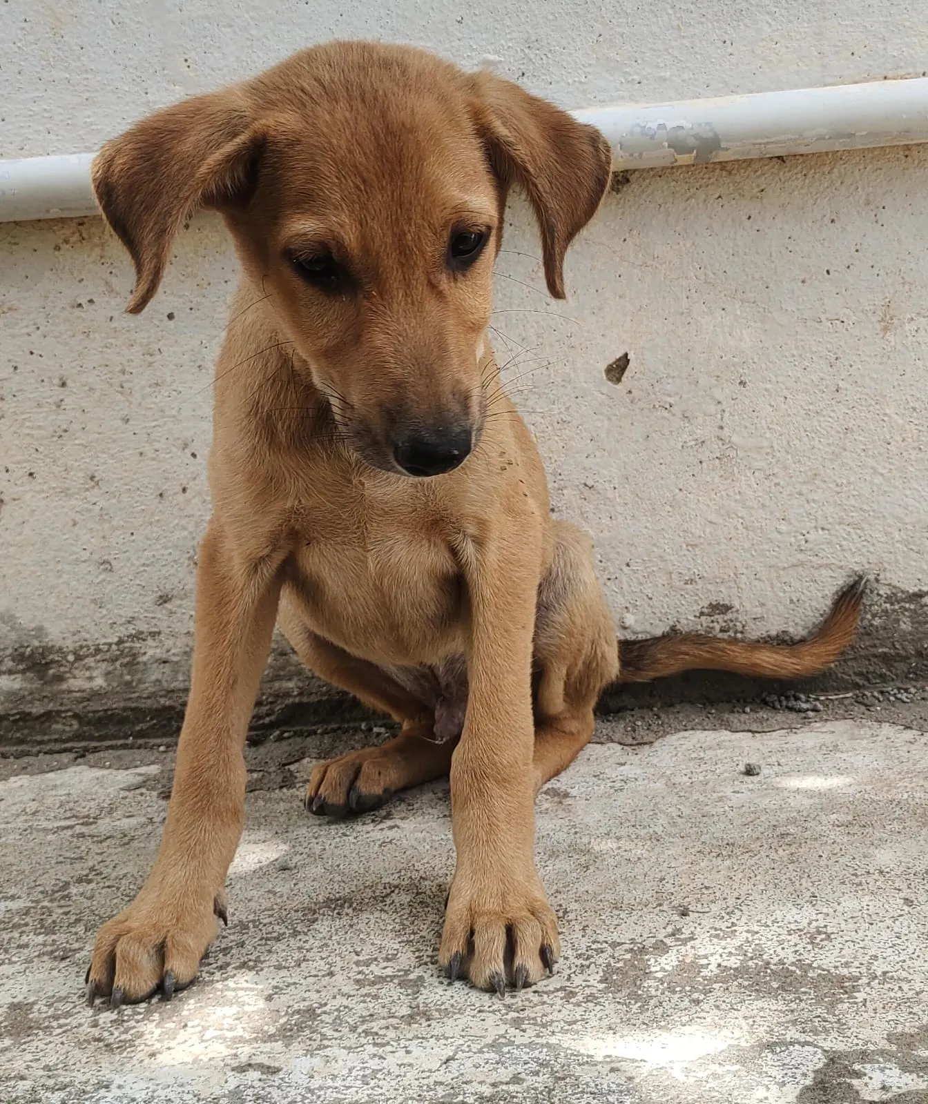 Raju image 0