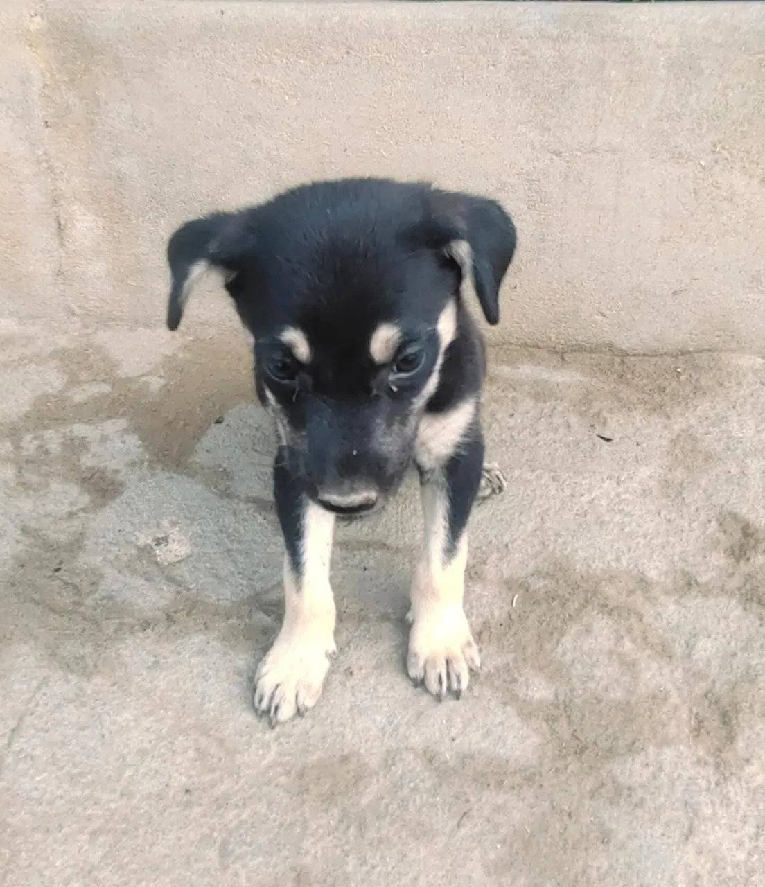 Ramu image 0